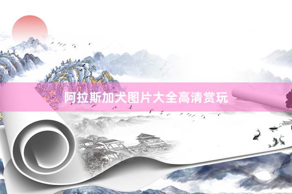 阿拉斯加犬图片大全高清赏玩